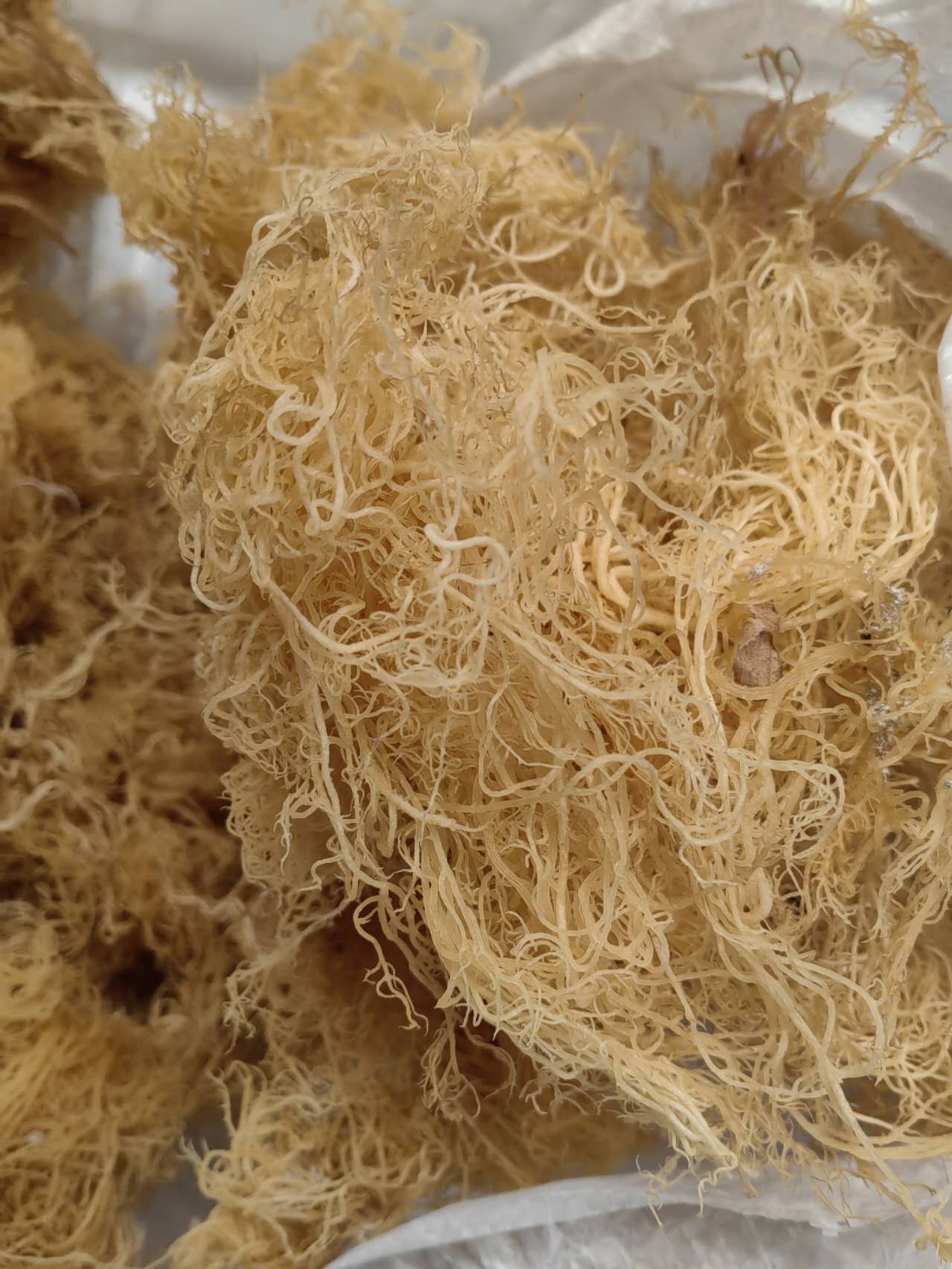 Wildcrafted gold sea moss Organic Sea Moss Bulk Wholesale 2
