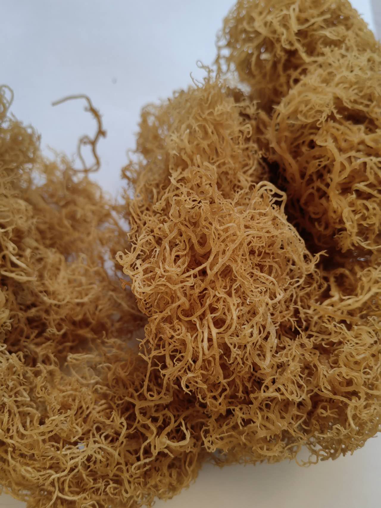 Wildcrafted gold sea moss Organic Sea Moss Bulk Wholesale 3