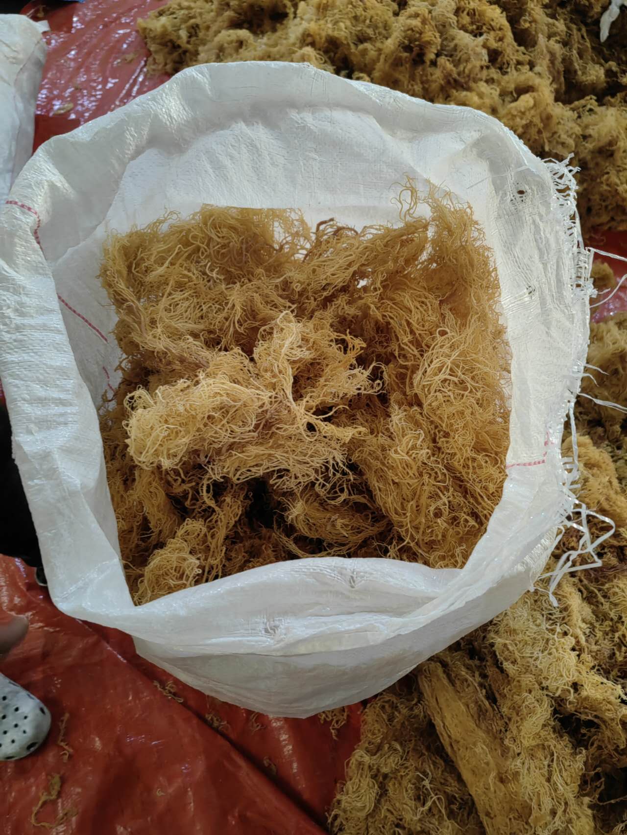 Wildcrafted gold sea moss Organic Sea Moss Bulk Wholesale 6